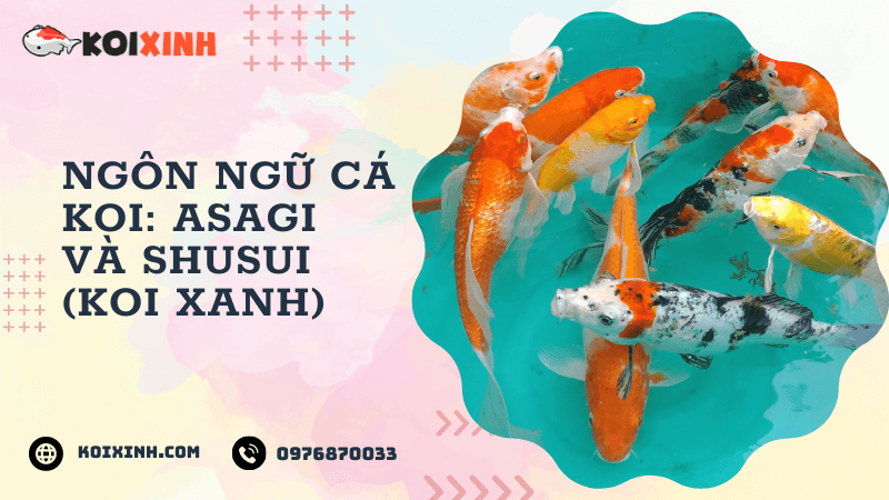 Ngôn Ngữ Cá Koi: Asagi Và Shusui (koi Xanh)