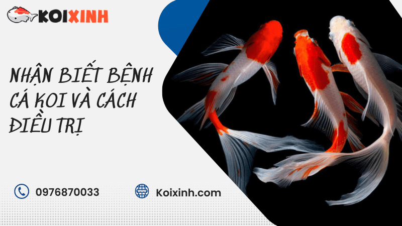 Nhận Biết Bệnh Cá Koi Và Cách điều Trị Nhận Biết Bệnh Cá Koi Và Cách điều Trị
