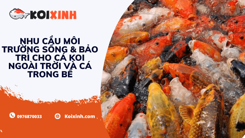Nhu Cầu Môi Trường Sống & Bảo Trì Cho Cá Koi Ngoài Trời Và Cá Trong Bể