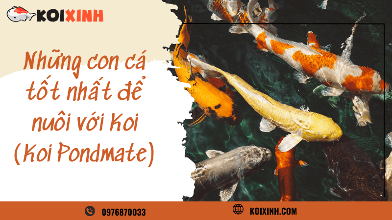 Những Con Cá Tốt Nhất để Nuôi Với Koi (koi Pondmate)