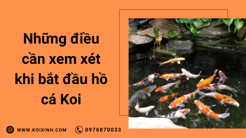 Những Điều Cần Xem Xét Trước Khi Bắt Đầu Một Hồ Cá Koi