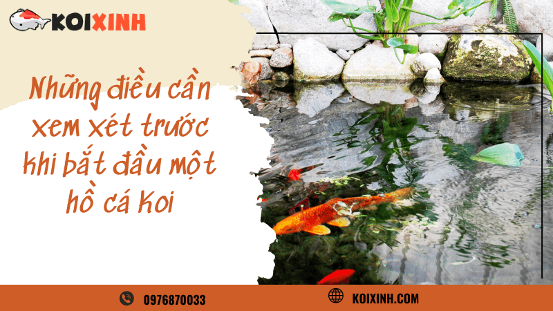 Những điều Cần Xem Xét Trước Khi Bắt đầu Một Hồ Cá Koi