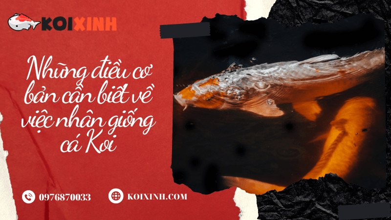 Những điều Cơ Bản Cần Biết Về Việc Nhân Giống Cá Koi Chuẩn bị
