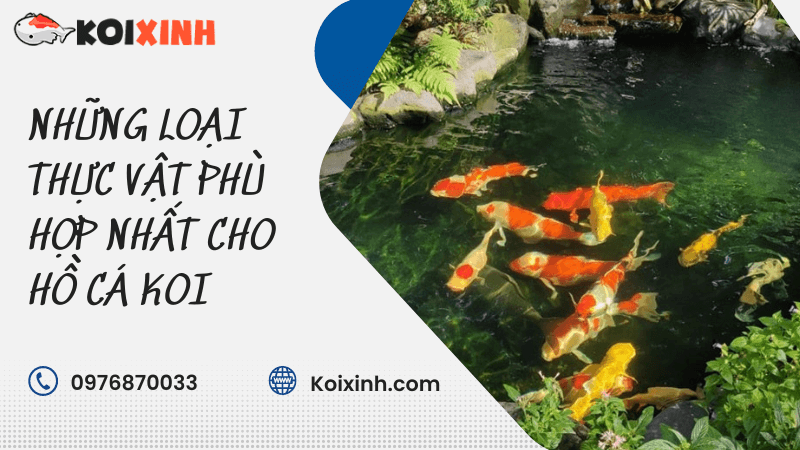 Những Loại Thực Vật Phù Hợp Nhất Cho Hồ Cá Koi Những Loại Thực Vật Phù Hợp Nhất Cho Hồ Cá Koi