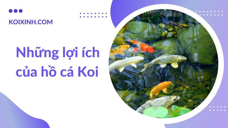 Những Lợi ích Của Hồ Cá Koi đem Lại Những Lợi ích Của Hồ Cá Koi đem Lại