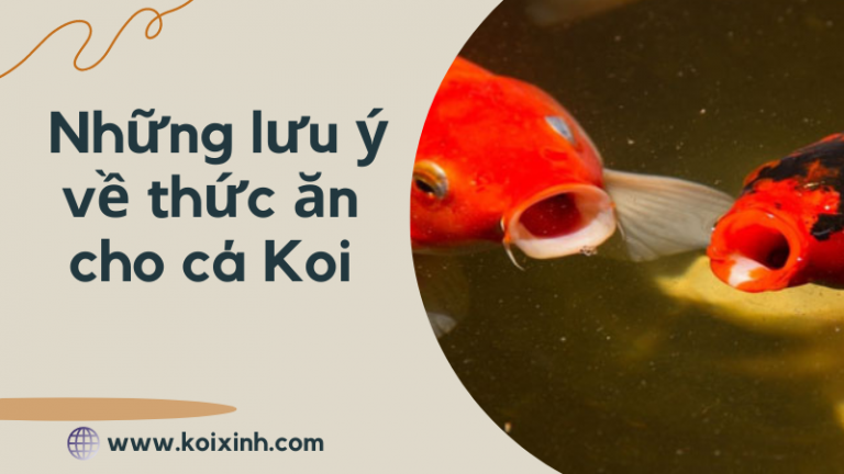 Những Lưu ý Về Thức ăn Cho Cá Koi – Nên Cho Cá Koi ăn Gì? Những Lưu ý Về Thức ăn Cho Cá Koi – Nên Cho Cá Koi ăn Gì?