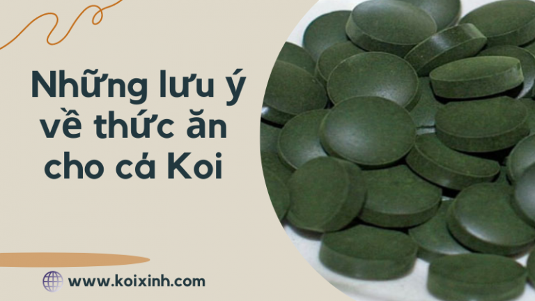 Những Lưu ý Về Thức ăn Cho Cá Koi – Nên Cho Cá Koi ăn Gì? Những Lưu ý Về Thức ăn Cho Cá Koi – Nên Cho Cá Koi ăn Gì?