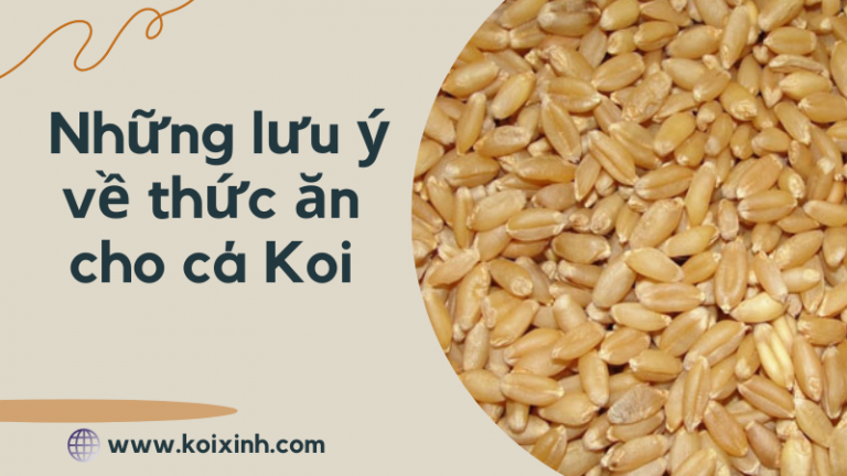 Những Lưu ý Về Thức ăn Cho Cá Koi – Nên Cho Cá Koi ăn Gì? Những Lưu ý Về Thức ăn Cho Cá Koi – Nên Cho Cá Koi ăn Gì?