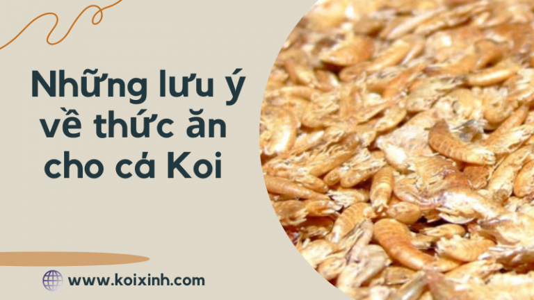 Những Lưu ý Về Thức ăn Cho Cá Koi – Nên Cho Cá Koi ăn Gì? Những Lưu ý Về Thức ăn Cho Cá Koi – Nên Cho Cá Koi ăn Gì?
