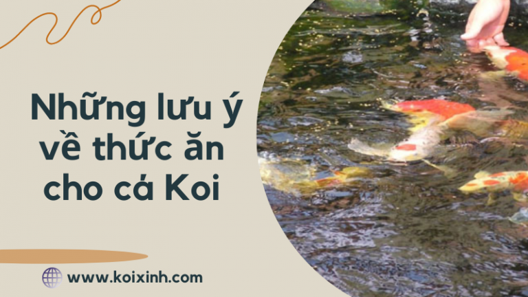 Những Lưu ý Về Thức ăn Cho Cá Koi – Nên Cho Cá Koi ăn Gì?