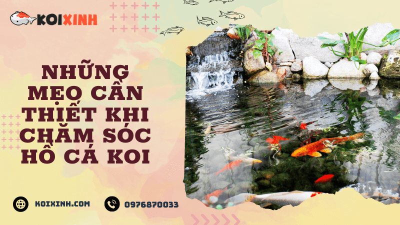 Những Mẹo Cần Thiết Khi Chăm Sóc Hồ Cá Koi Những Mẹo Cần Thiết Khi Chăm Sóc Hồ Cá Koi
