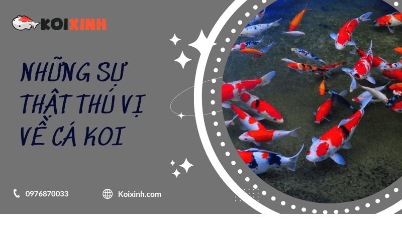 Những Sự Thật Thú Vị Về Cá Koi