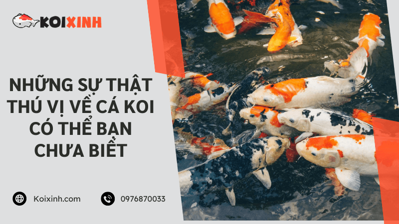 Những Sự Thật Thú Vị Về Cá Koi Có Thể Bạn Chưa Biết