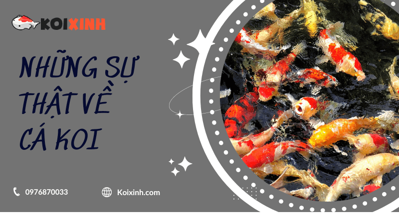 Những Sự Thật Về Cá Koi