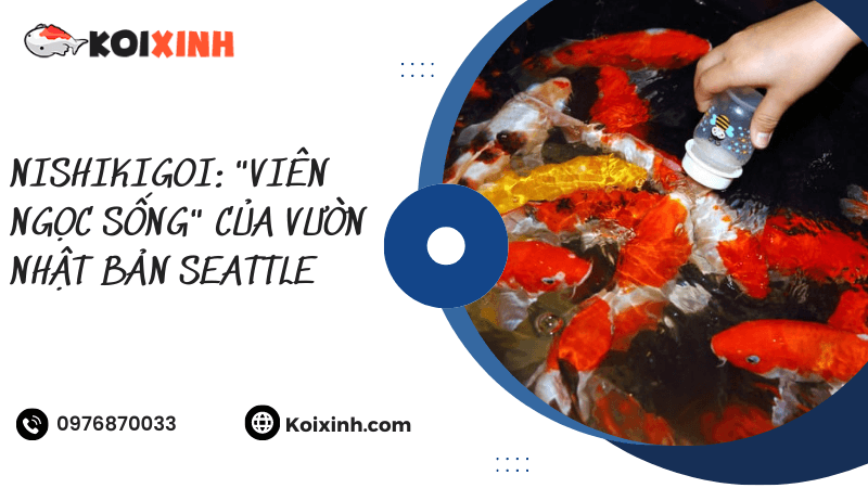 Nishikigoi: “viên Ngọc Sống” Của Vườn Nhật Bản Seattle
