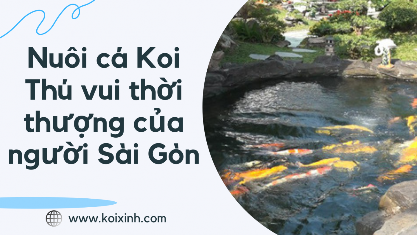 Nuôi Cá Koi – Thú Vui Thời Thượng Của Người Sài Gòn Giàu Có