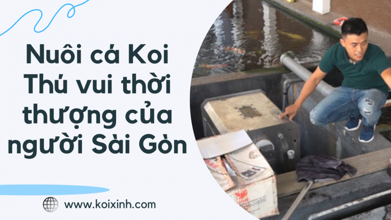 Nuôi Cá Koi – Thú Vui Thời Thượng Của Người Sài Gòn Giàu Có Nuôi Cá Koi – Thú Vui Thời Thượng Của Người Sài Gòn Giàu Có