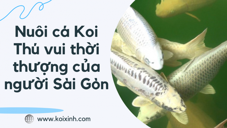 Nuôi Cá Koi – Thú Vui Thời Thượng Của Người Sài Gòn Giàu Có Nuôi Cá Koi – Thú Vui Thời Thượng Của Người Sài Gòn Giàu Có