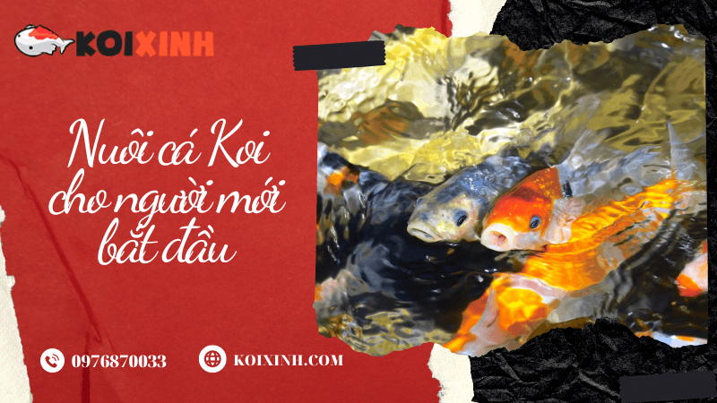 Nuôi Cá Koi Cho Người Mới Bắt đầu: Bể Cho Koi, Trứng Cá Koi Và Một Số điều Khác Điều gì xảy ra trong quá trình cá Koi sinh sản