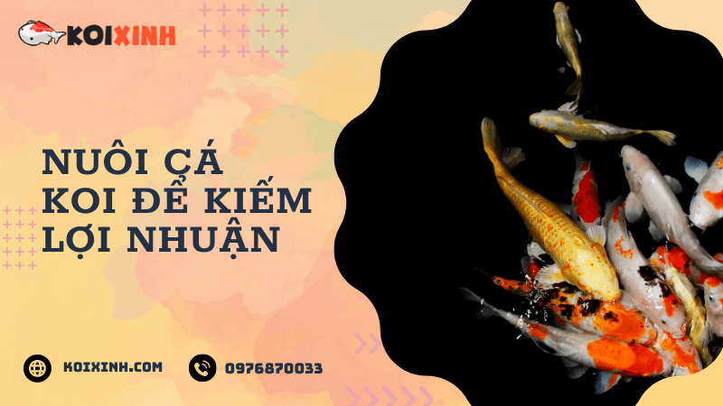 Nuôi Cá Koi để Kiếm Lợi Nhuận