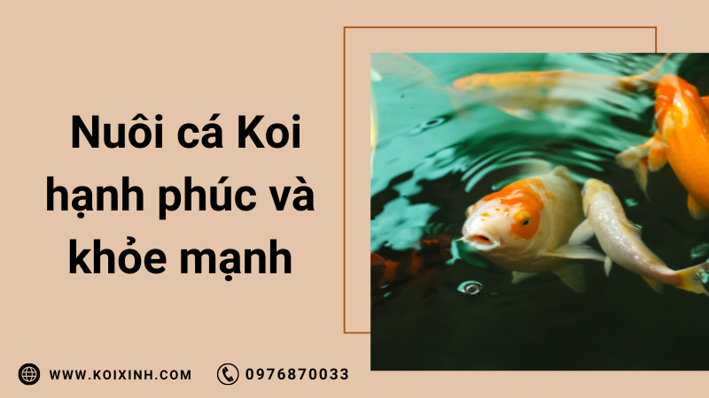 Cách Nuôi Cá Koi để Chúng Hạnh Phúc Và Khỏe Mạnh