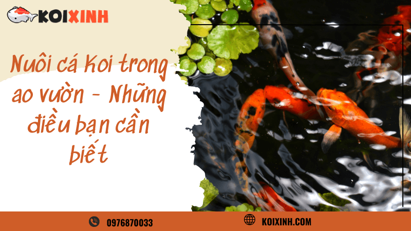 Nuôi Cá Koi Trong Ao Vườn – Những điều Bạn Cần Biết