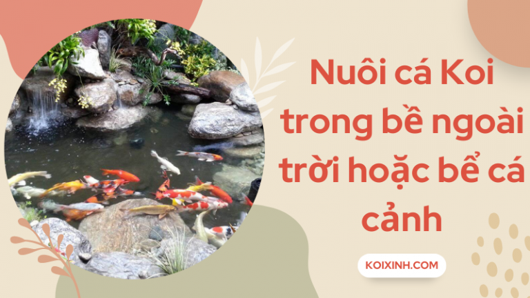 Bạn Có Thể Nuôi Cá Chép Koi Trong Bể Cá Trong Nhà Hoặc Bể Cá Không? Bạn Có Thể Nuôi Cá Chép Koi Trong Bể Cá Trong Nhà Hoặc Bể Cá Không?