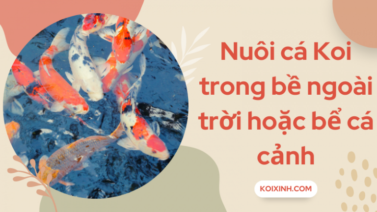 Bạn Có Thể Nuôi Cá Chép Koi Trong Bể Cá Trong Nhà Hoặc Bể Cá Không? Bạn Có Thể Nuôi Cá Chép Koi Trong Bể Cá Trong Nhà Hoặc Bể Cá Không?