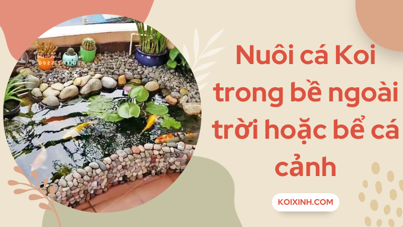 Bạn Có Thể Nuôi Cá Chép Koi Trong Bể Cá Trong Nhà Hoặc Bể Cá Không?