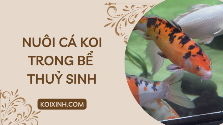 Nuôi Cá Koi Trong Bể Thuỷ Sinh – Nên Hay Không Nuôi Cá Koi Trong Bể Thuỷ Sinh – Nên Hay Không