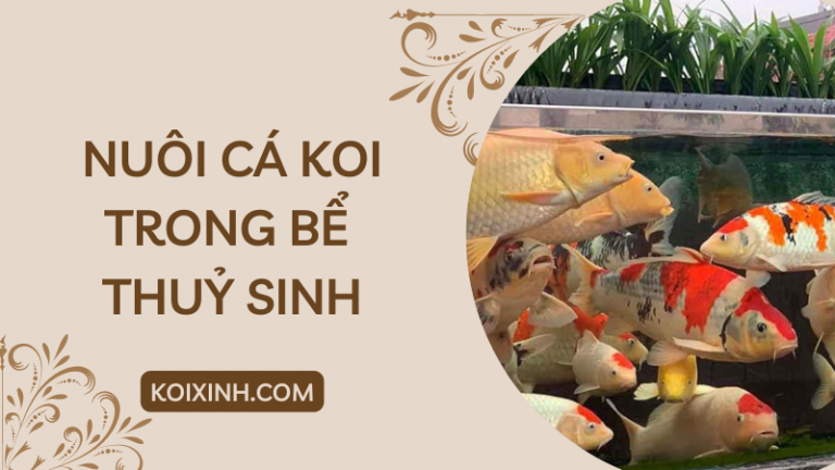 Nuôi Cá Koi Trong Bể Thuỷ Sinh – Nên Hay Không Nuôi Cá Koi Trong Bể Thuỷ Sinh – Nên Hay Không