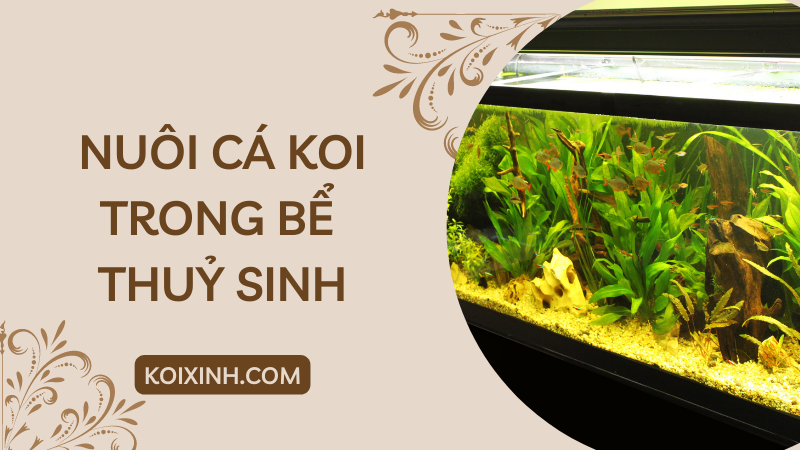 Nuôi Cá Koi Trong Bể Thuỷ Sinh – Nên Hay Không