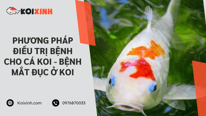 Phương Pháp điều Trị Bệnh Cho Cá Koi – Bệnh Mắt đục ở Koi