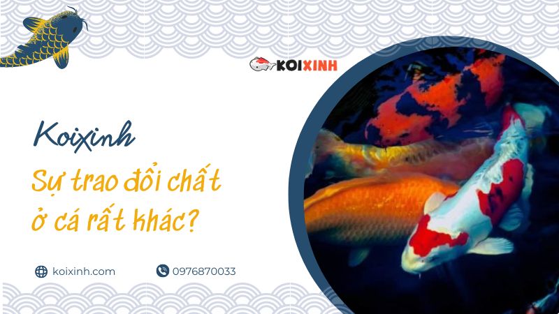 Tại Sao Mọi Người Thích Nuôi Cá Koi?