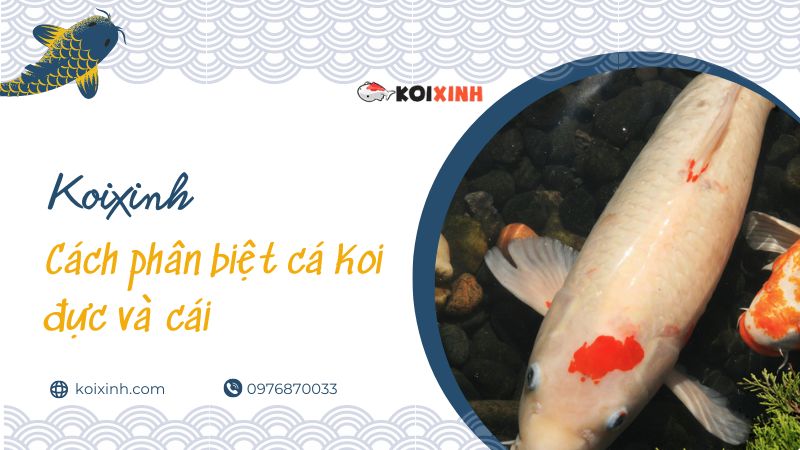 Cách Phân Biệt Cá Koi đực Và Cái