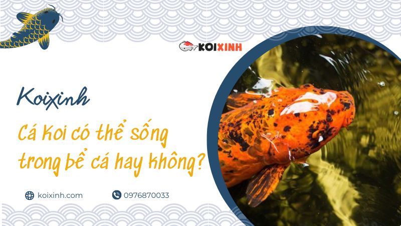 Cá Koi Có Thể Sống Trong Bể Cá Hay Không?