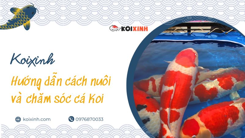Hướng Dẫn Cách Nuôi Và Chăm Sóc Cá Koi