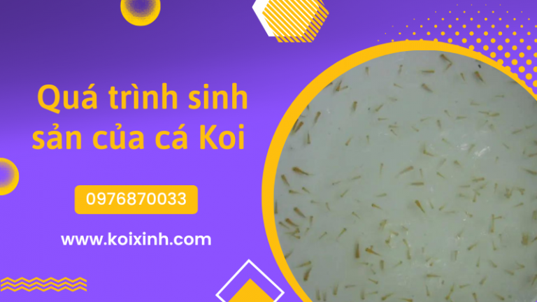 Trứng Cá Koi Và Quá Trình Sinh Sản Trứng Cá Koi Và Quá Trình Sinh Sản