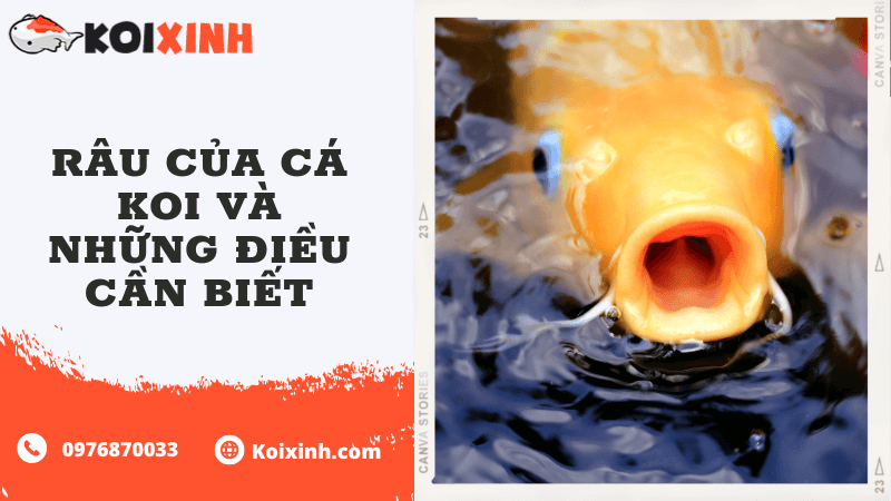 Râu Của Cá Koi Và Những điều Cần Biết Râu Của Cá Koi Và Những điều Cần Biết