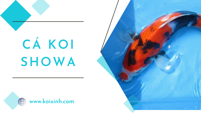 Một Số điều Tuyệt Vời Cần Biết Về Cá Koi Showa