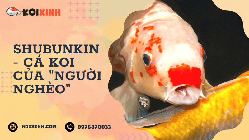 Giới thiệu về cá Koi Shubunkin