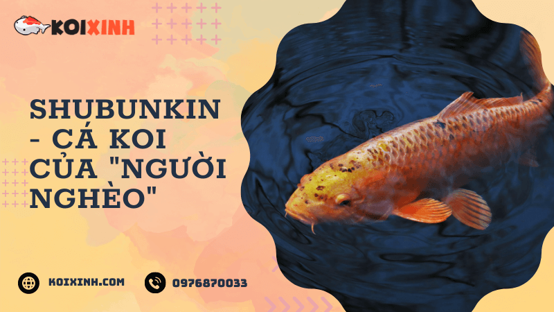 Shubunkin – Cá Koi Của “người Nghèo”