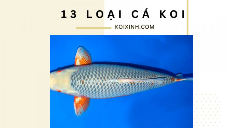 13 Loại Cá Koi Khác Nhau 13 Loại Cá Koi Khác Nhau