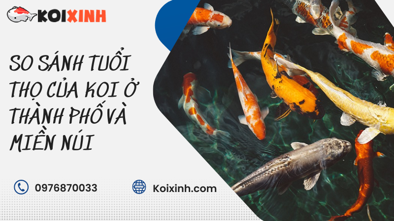 So Sánh Tuổi Thọ Của Koi ở Thành Phố Và Miền Núi