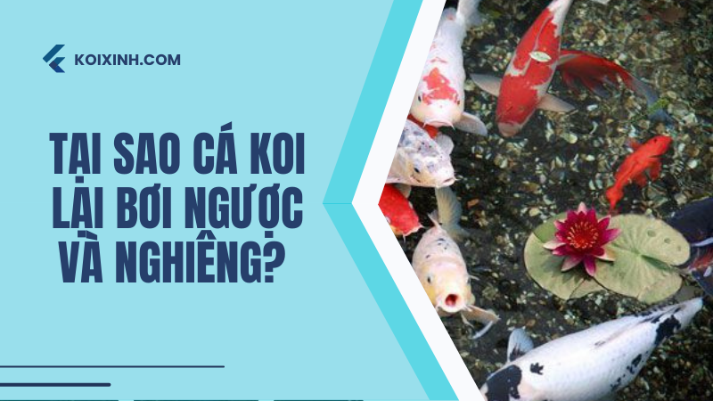 Tại Sao Cá Koi Của Tôi Lại Bơi Ngược Và Nghiêng?
