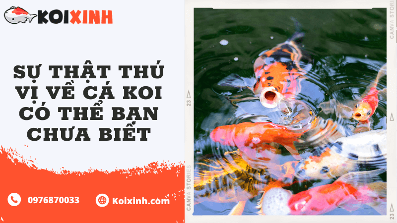 Sự Thật Thú Vị Về Cá Koi Có Thể Bạn Chưa Biết Sự Thật Thú Vị Về Cá Koi Có Thể Bạn Chưa Biết
