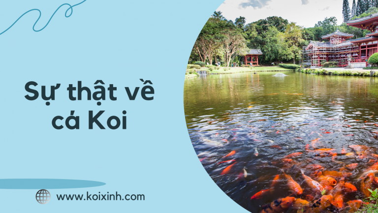 Sự Thật Về Cá Koi Sự Thật Về Cá Koi