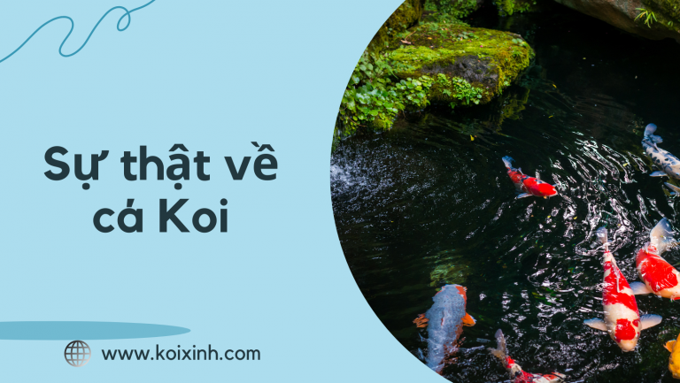 Sự Thật Về Cá Koi Sự Thật Về Cá Koi