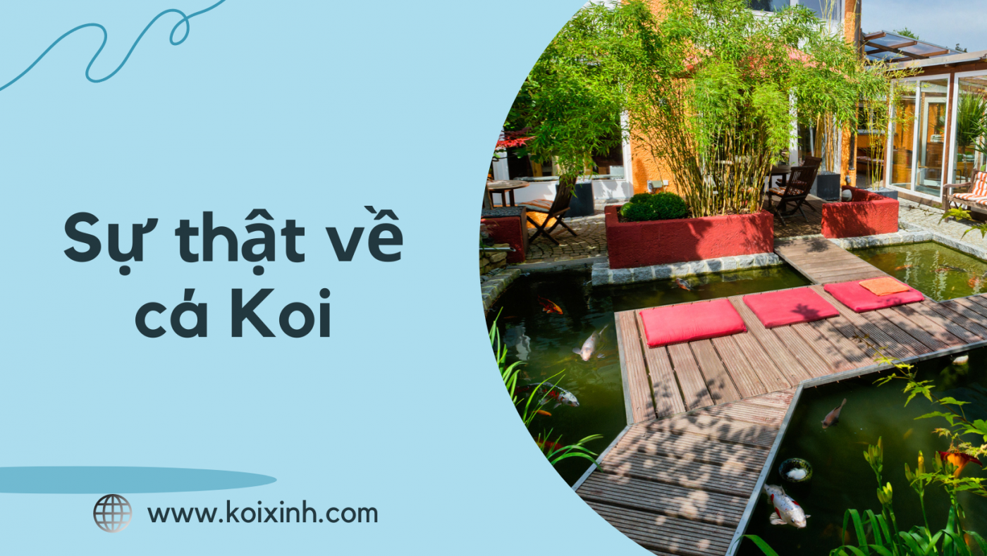 Sự Thật Về Cá Koi