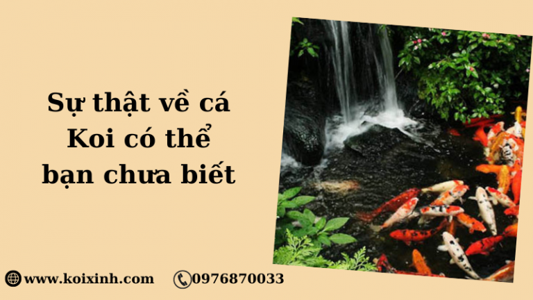 Những Sự Thật Về Koi Có Thể Bạn Chưa Biết